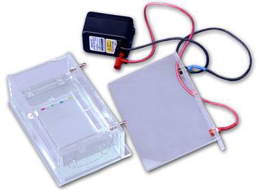 electrophoresis_box.jpg