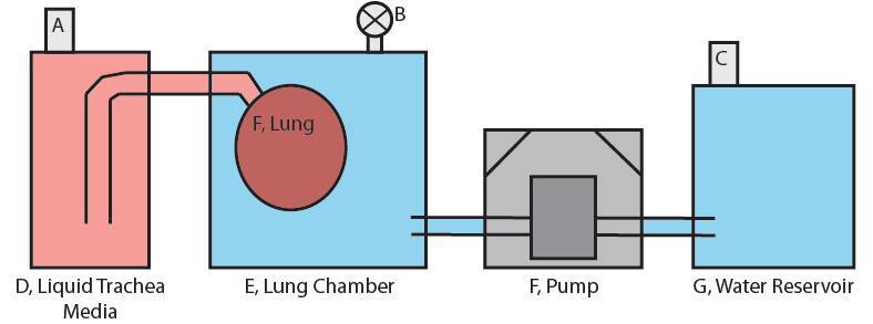 lung_pumping_subsystem.jpg