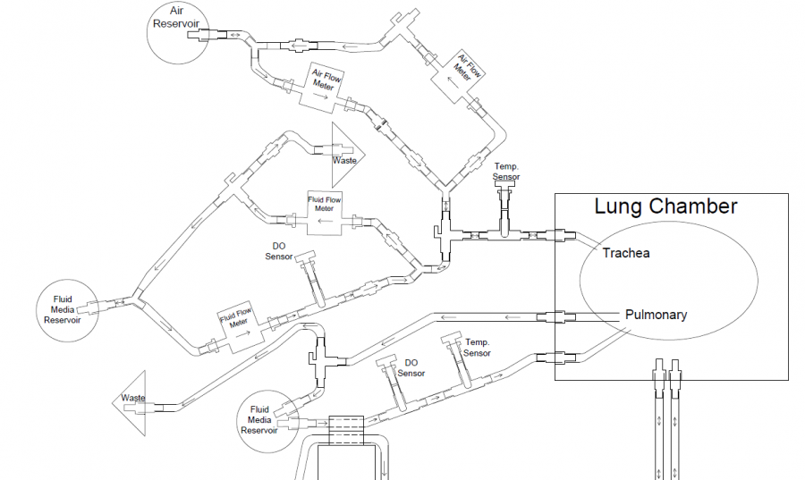 lung2.png
