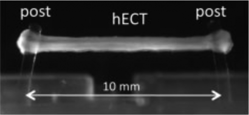 Figure 1: Side view of human engineered cardiac tissue. Turnbull et al., 2014